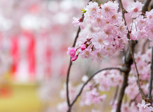 ２０１８年４月４日　元離宮二条城清流園の桜